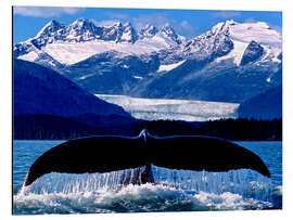 Stampa su alluminio Fin of a humpback whale
