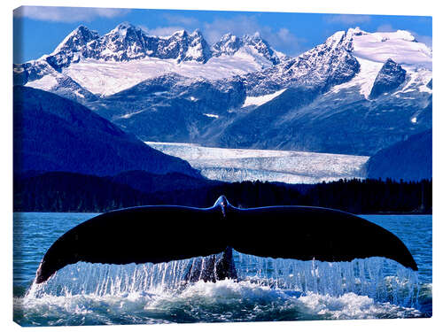 Canvas print Fin of a humpback whale