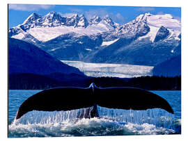 Magnettafel Flosse eines Buckelwals