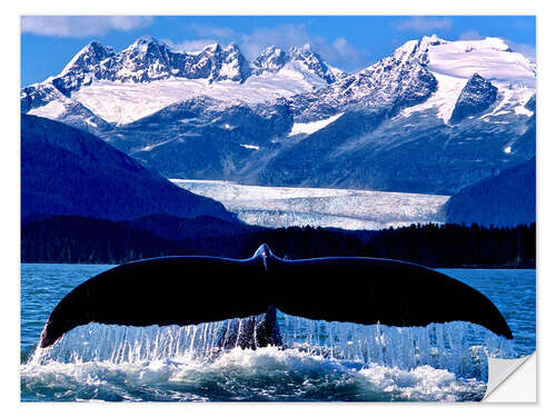 Autocolante decorativo Fin of a humpback whale