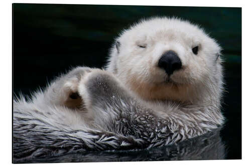 Aluminium print Sleepy Sea Otter