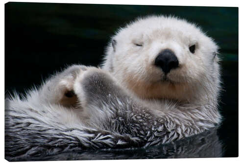 Quadro em tela Sleepy Sea Otter