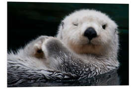 Foam board print Sleepy Sea Otter