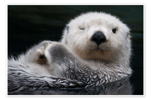 Poster Sleepy Sea Otter