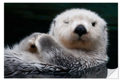 Wall sticker Sleepy Sea Otter