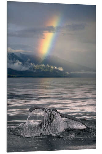 Aluminiumsbilde Humpback whale fin off Alaska