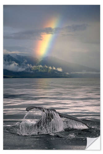 Naklejka na ścianę Humpback whale fin off Alaska