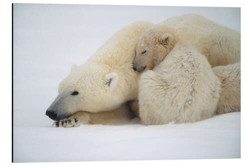 Quadro em alumínio Polar bear mother with cub