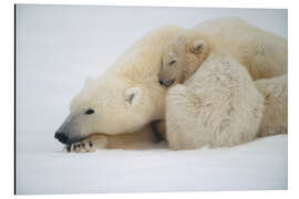 Aluminiumsbilde Polar bear mother with cub