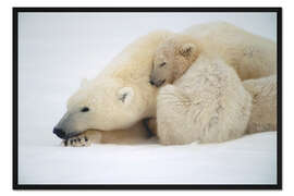 Gerahmter Kunstdruck Eisbärenmutter mit Jungtier 