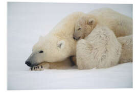 Foam board print Polar bear mother with cub