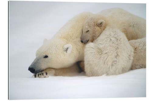 Galleriprint Polar bear mother with cub