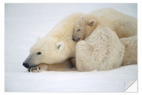 Naklejka na ścianę Polar bear mother with cub