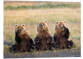 Akryylilasitaulu Three Grizzlies in the meadow