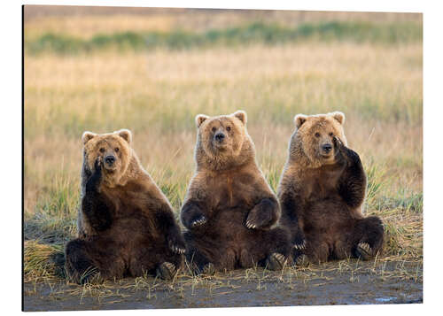 Aluminium print Three Grizzlies in the meadow