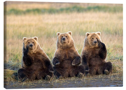 Canvas print Three Grizzlies in the meadow