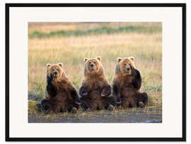 Gerahmter Kunstdruck Drei Grizzlies auf der Wiese
