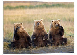 Quadro em plexi-alumínio Three Grizzlies in the meadow