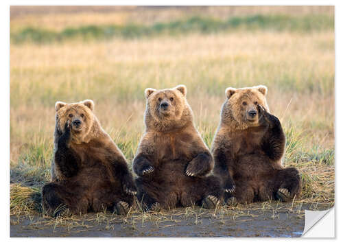 Naklejka na ścianę Three Grizzlies in the meadow