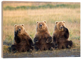 Wood print Three Grizzlies in the meadow