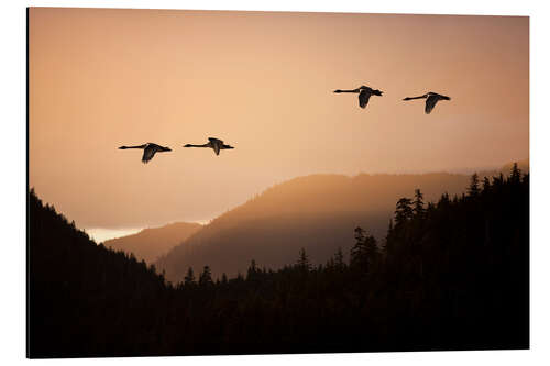 Stampa su alluminio Swans in flight at sunset