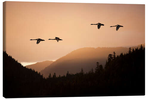 Lærredsbillede Swans in flight at sunset