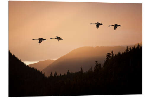 Stampa su plexi-alluminio Swans in flight at sunset