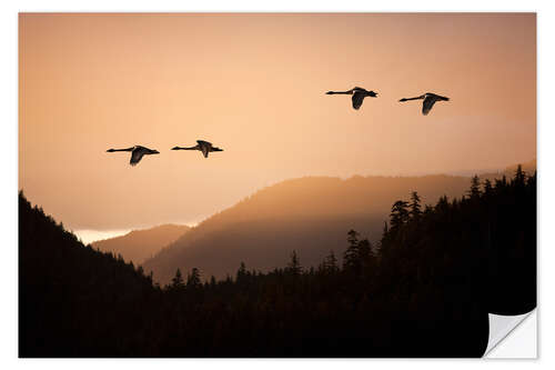 Naklejka na ścianę Swans in flight at sunset