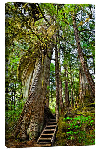 Canvas print Stairs on the tree