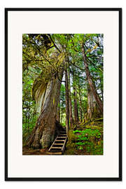 Gerahmter Kunstdruck Treppe am Baum