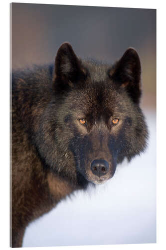 Stampa su vetro acrilico Wolf on a snowy field