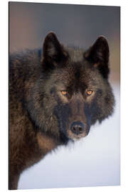 Tableau en aluminium Loup sur un champ neigeux