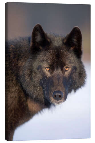 Lerretsbilde Wolf on a snowy field