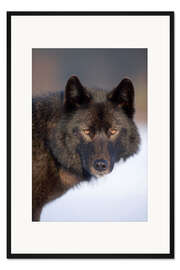 Gerahmter Kunstdruck Wolf auf einem verschneiten Feld