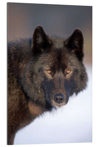 Quadro em plexi-alumínio Wolf on a snowy field