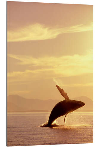 Aluminium print Looming humpback whale