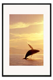 Gerahmter Kunstdruck Auftauchender Buckelwal 