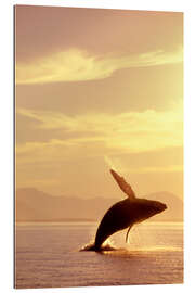 Gallery print Looming humpback whale