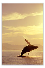 Poster Baleine à bosse émergente