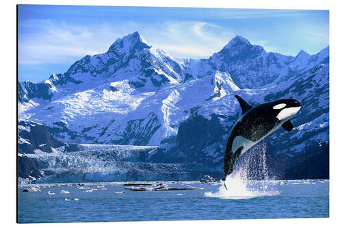 Aluminium print Orca in front of a glacier