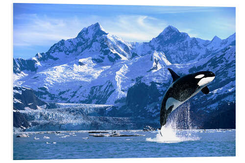 Foam board print Orca in front of a glacier