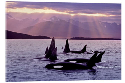 Acrylic print Orcas in the evening