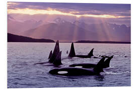 Foam board print Orcas in the evening