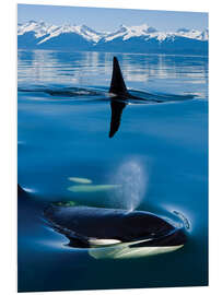 Foam board print Whales in front of the Range Mountains