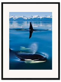 Framed art print Whales in front of the Range Mountains