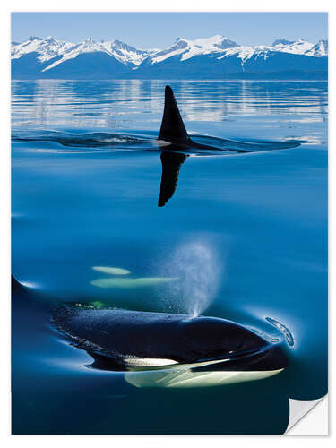 Naklejka na ścianę Whales in front of the Range Mountains