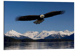 Aluminium print Bald Eagle in Tongase National Forest