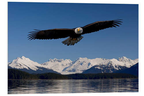 Foam board print Bald Eagle in Tongase National Forest