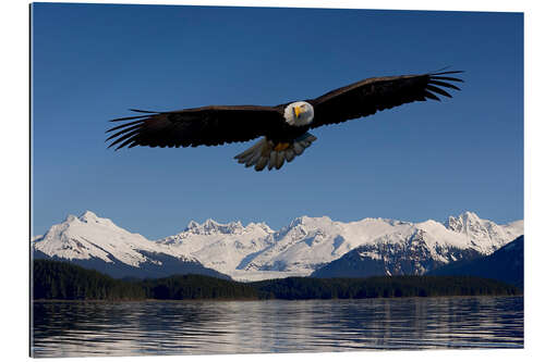 Gallery Print Weißkopfseeadler im Tongase-Nationalforst