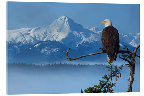 Quadro em acrílico Bald Eagle on a Spruce